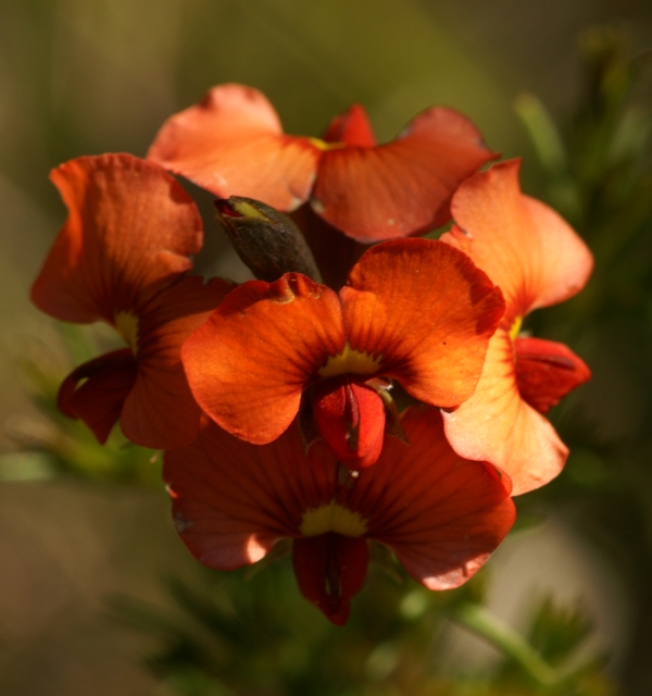 Dillwynia hispida